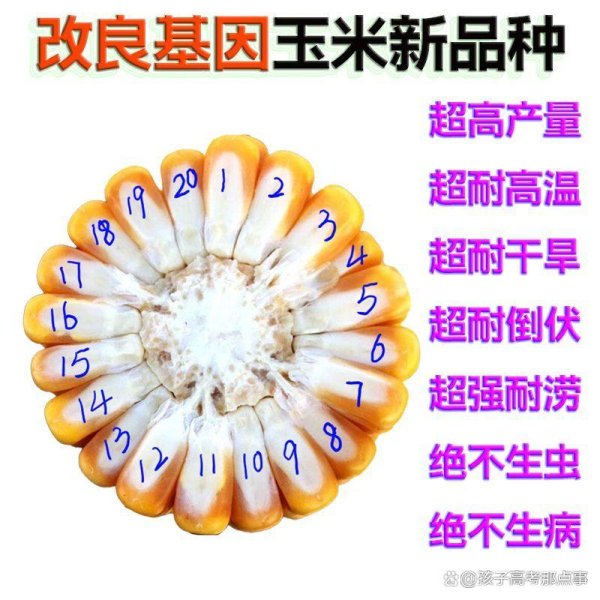 配资公司介绍 革命性品种BH6转基因克隆双棒玉米：重新定义高产与抗逆的农业